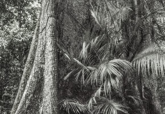 Foto de árvore na Floresta Amazônica.